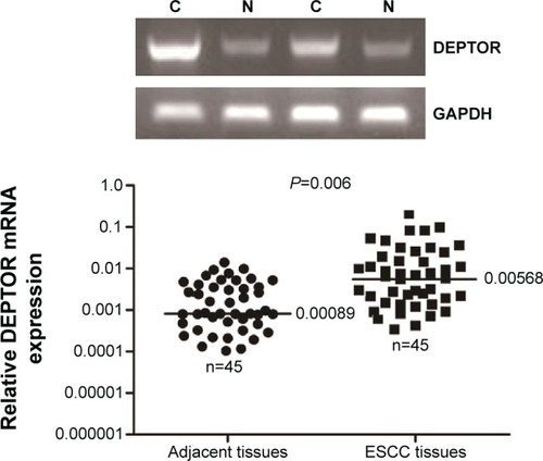Figure 2 RT-PCR analyses of DEPTOR expression in 45 cases of ESCC and in corresponding normal adjacent tissues.