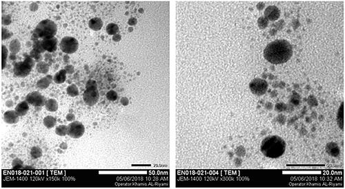 Figure 9. TEM images of Ceph-Au NPs.