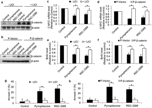 Figure 8. cPLA2α inhibition acts on cervical cancer cells in a β-catenin-dependent manner.