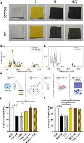 Figure 1. (a) Representative images of coated cotton and PES fabrics functionalized with curcumin C graphene G (G+ Directa-Plus) and graphene/curcumin G/C. Functionalization with curcumin (CAS: 458-37-7, TCI Zentek), graphene or G/C has been performed according to literature (Cesareo, Parrini, and Rizzi Citation2020; De Maio et al. Citation2021). For the preparation of G/C fabrics, a ratio of 1:0.5 was used, corresponding to 1.4% of graphene and 0.7% of curcumin. (b) FTIR spectroscopy (OPUS spectrometer Bruker) of cotton and cotton G/C and (c) of PES and PES G/C is reported with characteristic peaks highlighted with dark circles. The material was directly laid on the ATR crystal and the spectra were recorded in the wavenumber range of 4000–5500 cm−1 according to the literature (De Maio et al. Citation2020). (d) Schematic representation of the experimental setting used to assay the antiviral activity of functionalized fabrics: 0.1 mL of SARS-CoV-2 solution (105 particles/mL) has been placed on the surface of each textile (1 × 1 cm) in separate wells of a sterile plate. After 2 h of incubation, fabrics were transferred in a new tube containing 5 mL of fresh cell medium and vigorously vortexed. Then 0.1 mL of recovered supernatants were used to infect VERO cells. Cell viability was assessed by using Crystal violet staining (Supplementary Figure 2) and quantitative analysis presented in the graphs for cotton (e) and PES (f). Monolayer integrity has been normalized on not infected cells. All experiments were analysed by using one-way ANOVA comparison tests followed by Tukey’s correction.