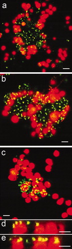 Figure 8. Confocal microscope micrographs showing settled spores of U. linza (revealed in red due to chlorophyll auto-fluorescence) on test surfaces with the presence of bacterial biofilm formed from NSW (revealed in green due to SYTO13® dye). (a and b) Composite images showing settled spores adjacent to bacterial aggregates on IS700, (c) Composite image showing settled spores underneath bacteria on glass and, (d and e) Sagittal/Z sections of the composite image (c), showing settled spores underneath bacteria. Scale bar = 5 μm.