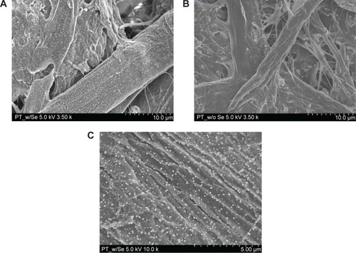 Figure 2 Scanning electron microscopy images.Notes: Scanning electron microscopy images of (A) a paper towel with a selenium coating at a 3.5 k magnification, (B) a paper towel without a selenium coating at a 3.5 k magnification, and (C) the paper towel in image (A) at a 10.0 k magnification.