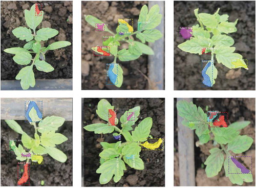 Figure 13. Examples of segmentations carried out by the proposed Mask RCNN model