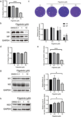 Figure 4. Filgotinib reduces IAV replication through suppressing M2 splicing. (a&d) Filgotinib significantly reduced IAV RNA level. Viral RNA was quantified by qRT-PCR after 36 h filgotinib and tofacitinib treatment and compared to control group (n = 3 independent experiments with two or three replicates each). (b) Filgotinib inhibited IAV HA and NP accumulation. Samples were subjected to western blot and HA and NP were detected. Experiments were replicated three times. (c) Filgotinib moderately reduced IAV virion production. Cell culture supernatant were analysed by plaque assay. images are representative of three independent experiments. (e) Filgotinib blocks M2 splicing. IAV M2 and M1 mRNA were quantified by qRT-PCR after 36 h filgotinib treatment. (g) M2 and M1 protein levels were detected by western blot and expression level were analysed. (h) NS1 protein levels were detected by western blot and expression level were analysed. Data are presented as the means ± SEM (*, p < 0.05; **, p < 0.01; ***, p < 0.001).