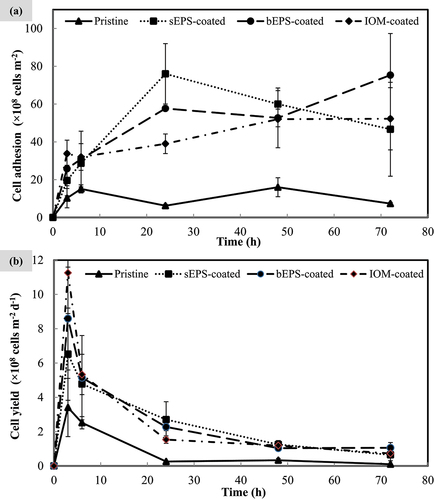 Figure 2. N. incerta (a) cell adhesion profile and (b) cell yield onto each type of bio-coated PVDF membranes with pristine membrane as control group over 72 h. Bars represent triplicate mean± standard deviation.