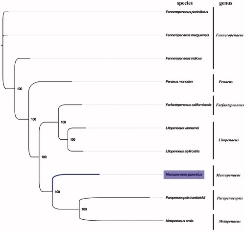Figure 1. Phylogenetic tree of 10 species in family Penaeidae. The complete mitogenomes is downloaded from GenBank and the phylogenic tree is constructed by maximum-likelihood method with 100 bootstrap replicates. The bootstrap values were labeled at each branch nodes. The gene's accession number for tree construction is listed as follows: Fenneropenaeus penicillatus (NC_026885), F. merguiensis (NC_026884), F. indicus (NC_031366), Penaeus monodon (NC_002184), Farfantepenaeus californiensis (NC_012738), Litopenaeus vannamei (NC_009626), L. stylirostris (NC_012060), Parapenaeopsis hardwickii (NC_030277) and Metapenaeus ensis (NC_026834).