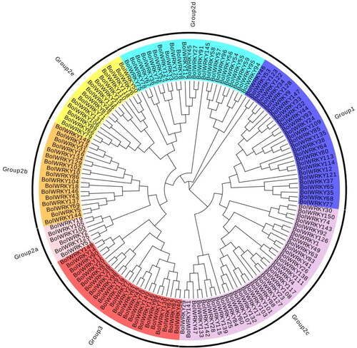 Figure 2. Phylogenetic tree of WRKY proteins in cabbage (EvolView).