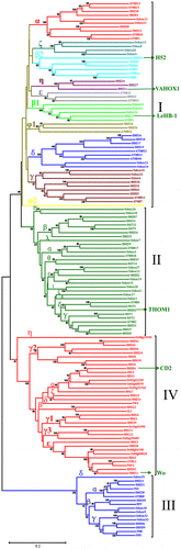 Fig. 2. The Phylogenetic Analysis of HD-Zip Genes in Arabidopsis, Rice, and Tomato.Note: The tree was constructed from a complete alignment of Arabidopsis, rice, and tomato HD-Zip proteins by the NJ method with bootstrapping analysis (1000 replicates). Bootstrapping values are indicated as percentages (>50%) along the branches. The resulting groups are shown in different colors.