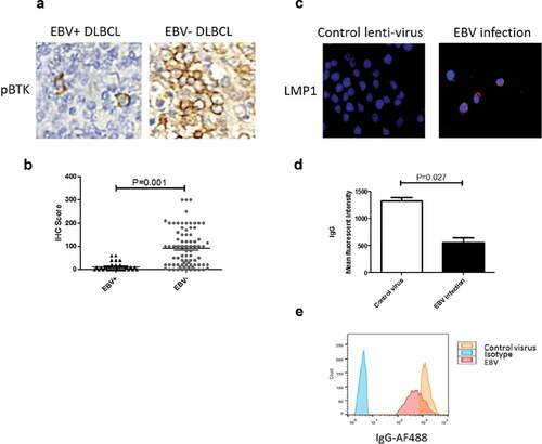 Figure 2. EBV+ DLBCL features down-regulated antigen-capture elements. (a&b) Compared to EBV- DLBCL, EBV+ DLBCL demonstrated decreased level of B-cell receptor signaling kinase, pBTK. (c) Latent membrane protein 1 was expressed on TMD8 cells after being successfully infected by EBV. (d&e) Surface IgG was decreased after EBV infection. Representative flow results were presented in E; assays were performed in triplicate