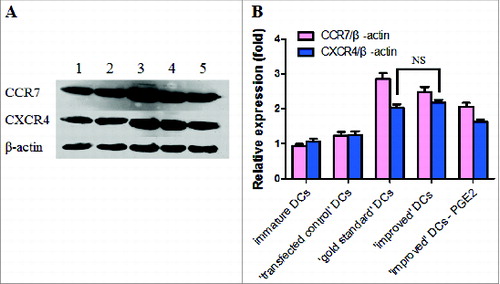 Figure 4. (A) A representative western blot analysis of CCR7 and CXCR4 protein expression levers in immature DCs and matured DCs is shown. Levels of β-actin were determined and served as loading control. Lane 1, immature DCs; Lane 2, ′transfected control′ DCs; Lane 3, ′gold standard′ DCs; Lane 4, ′improved′ DCs; Lane 5, removal of PGE2 from the ′improved′ DCs. (B) Western blot analysis of CCR7 and CXCR4 protein expression in immature and DCs matured by cytokine cocktail is shown. All results obtained were from 3 independent experiments and are presented as means ±SD. NS, p > 0.05.