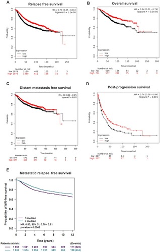 Figure 4 Survival curve evaluating the prognostic value of TIPARP using Kaplan–Meier Plotter and bc-GenExMiner. Analysis is shown for (A) relapse-free survival, (B) overall survival, (C) distant metastasis-free survival, (D) post-progression survival and (E) metastatic relapse-free survival.