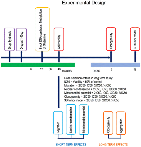 Figure 2. The compound screening procedure: first, synthesized compound was tested in three cancer cell lines, MCF7, HCT116, A549, and normal cell lines EAhy926, at multiple concentrations of 6.25 to 200 μg/ml.