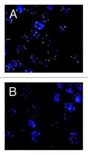 Figure 1. Localization of the 5S (red) and 45S (green) loci in interphase nuclei of wild-type (A) and fas (B) mutant of A. thaliana by Fluorescent in situ hybridization (FISH) showing a 45S rDNA loss in the fas mutant. Courtesy of J. Fajkus (Brno, Czech Republic).