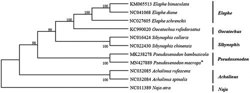 Figure 1. Phylogenetic tree inferred from maximum likelihood analysis of the nucleotide of protein-coding genes and two ribosomal RNA genes. Naja atra was used as outgroup. The nodal numbers indicate the bootstrap values obtained with 1000 replicates. The genbank accession number, species name and generic name are shown on the right side of the phylogenetic tree. The newly sequenced mitogenome is indicated by the asterisk.