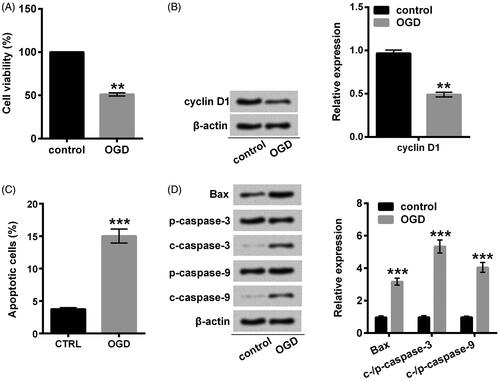 Figure 2. OGD induced H9c2 cells damage. (A) Cell viability was assessed with CCK-8. (B) A Western blot of cyclin D1 was represented with normalization to β-actin. (C) Apoptotic cells were observed with a flow cytometry after stain with Annexin V-FITC/PI. (D) Western blots of apoptosis-related proteins were suggested with normalization to β-actin. H9c2 cells were stimulated with OGD for 2 h. **p < .01 or ***p < .001 compared with the normoxia control. OGD: oxygen and glucose deprivation; CCK-8: cell counting kit-8; FITC/PI: fluorescein isothiocyanate/propidium iodide.