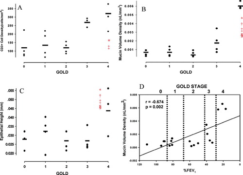 Figure 5 (A) CD3+ cell density by GOLD stage. (B) Mucin volume density by GOLD stage. (C) Epithelial height by GOLD stage. (D) Mucin volume density inversely correlated with %FEV1. *P < 0.05 compared to GOLD 0. † P < 0.05 compared to GOLD 1. ‡ P < 0.05 compared to GOLD 2. § P < 0.05 compared to GOLD 3.