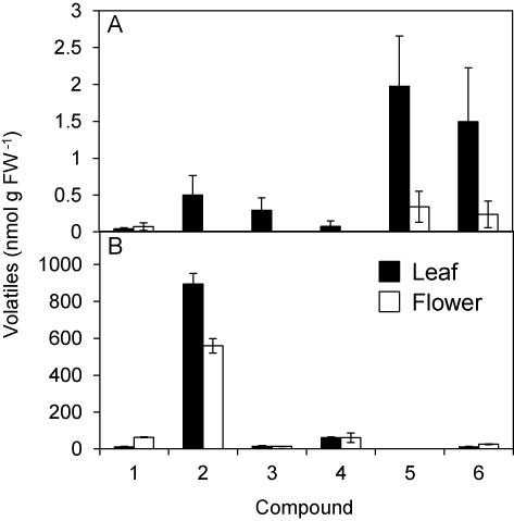 Figure 3. GLVs formed from intact and freeze-thaw–disrupted flowers and leaves. GLVs emitted from intact (A) and freeze-thaw–disrupted (B) flowers (white bars) and leaves (black bars) were collected with an SPME fiber, and quantified with gas chromatography–mass spectrometry. 1: n-hexanal, 2: (Z)-3-hexenal, 3: 1-penten-3-ol, 4: (E)-2-hexenal, 5: (Z)-3-hexen-1-yl acetate, 6: (Z)-3-hexen-1-ol. Values are given as means ± standard error.