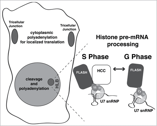 Figure 5. Summary of Symplekin subcellular localization and model of HLB dynamics. Symplekin localization observed in this study is summarized in the cell drawn on the left. Grey shading represents the diffuse Symplekin accumulation in the nucleus, consistent with its role in cleavage-polyadenylation. The darker grey indicates sites of Symplekin concentration: in the tricellular junctions, where it likely participates in cytoplasmic polyadenylation leading to localized translation; and in the HLB, where it is required for histone mRNA biosynthesis. The expanded HLB depicts fluctuating concentration of Sym during the cell cycle. During S phase or when there is high activity of Cyclin E/Cdk2, Symplekin (and likely the HCC) localizes to the HLB and interacts with a unique surface generated by an interaction between FLASH and the U7 snRNP component Lsm11, creating the active form of U7 snRNP.