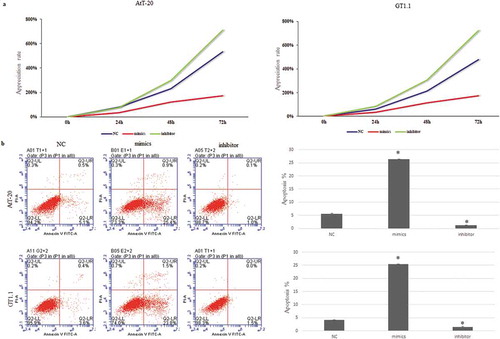 Figure 2. Overexpression of miR-219a-2-3p suppressed the proliferation and promoted apoptosis of pituitary adenomas cells.