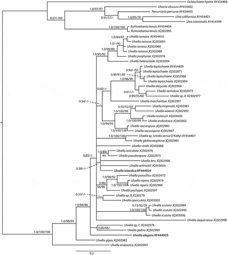 Fig. 1. 50% majority rule consensus tree derived from Bayesian inference. Support values on branches are posterior probabilities, bootstrap support from maximum likelihood, and bootstrap values from parsimony. Bootstrap values below 50 are indicated with a dash. The two new species are shown in bold. For details of other taxa included in the analyses see Table 1.