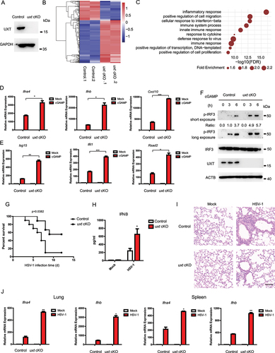 Figure 3. UXT deficiency enhances the CGAS-STING1 signaling response. (A) Control and uxt cKO BMDMs were isolated from control and uxt cKO mice. Cell lysates were collected for western blot analysis of UXT and GAPDH. (B) The heatmap of expression changes of differentially expressed ISGs between control and uxt cKO BMDMs stimulated with cGAMP (1 μg per well) for 3 h. For each gene, the expression level was normalized (Z-score) across samples. (C) Significantly enriched biological processes of the upregulated DE genes (FDR<0.01). (D) Control and uxt cKO BMDMs were stimulated with cGAMP (1 μg per well) for 3 h. Then, the induction of Ifnb, Ifna4, and Cxcl10 mRNAs was measured by real-time PCR. (E) Control and uxt cKO BMDMs were stimulated with cGAMP (1 μg per well) for 3 h. Then, the induction of Isg15, Ifit1, and Rsad2 mRNAs was measured by real-time PCR. (F) Control and uxt cKO BMDMs were stimulated with cGAMP for 0, 3, 6 h, respectively. Then, cell lysates were collected for western blot analysis of UXT, IRF3, IRF3 phosphorylation and ACTB. (G) Control and uxt cKO mice were injected intravenously with HSV-1 (2 × 107 pfu per mouse). The survival rates were monitored for 15 days after infection. (H) uxt cKO mice and control littermates were injected intravenously with HSV-1 (1 × 107 pfu per mouse) for 12 h. Then, the serum was collected, and the concentration of IFNB was measured by ELISA. (I) Hematoxylin and eosin staining of lung sections isolated from control and uxt cKO mice infected with HSV-1 by intravenous injection for 16 h (scale bar: 100 μm). (J) Control and uxt cKO mice were injected intravenously with HSV-1 (1 × 107 pfu per mouse) for 9 h. The relative induction of Ifna4, Ifnb mRNA in lungs or spleens from control and uxt cKO mice was measured by real-time PCR. Graphs show the mean ± sem., and the data shown are representative of three independent experiments. * p < 0.05; ** p < 0.01; *** p < 0.001 (Two-tailed t-test).