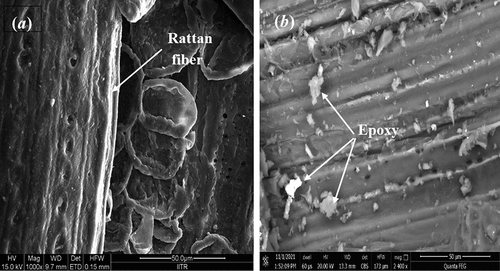 Figure 8. SEM of rattan fiber and 18 wt% RF/Epoxy composite.