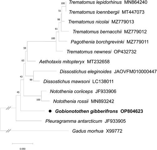 Figure 3. The maximum likelihood phylogenetic tree for Gobionotothen gibberifrons with Gadus morhua as outgroup. The tree was constructed using the amino acid sequences of 13 protein-coding genes. The following GenBank accession numbers of sequences were used: T. lepidorhinus MN864240; T. loennbergii MT447073 (Choi et al. Citation2021); T. nicolai MZ779013 (Patel et al. Citation2022); T. bernacchii MZ779012 (Patel et al. Citation2022); P. borchgrevinki MZ779011 (Patel et al. Citation2022); T. newnesi OP432732 (Nguyen et al. Citation2023); A. mitopteryx MT232658; D. eleginoides JAOVFM010000447; D. mawsoni LC138011; N. coriiceps JF933906 (Oh et al. Citation2016); N. rossii MN893242; P. antarcticum JF933905 (Lee et al. Citation2015); G. morhua X99772 (Johansen and Bakke Citation1996). The species in this study is highlighted by a black dot with bold font.