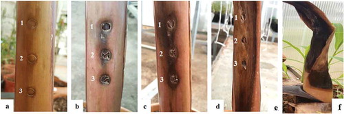 Fig. 4 (Colour online) Pathogenicity of Pcc on banana plants (Grand Naine): (a) healthy plant inoculated with water, (b) 2 weeks after inoculation, (c) 3 weeks after inoculation, (d) 4 weeks after inoculation. The plants were inoculated with different bacterial concentrations (cfu mL−1): 1 = 106, 2 = 107, 3 = 108 (e) death of the pseudostem.