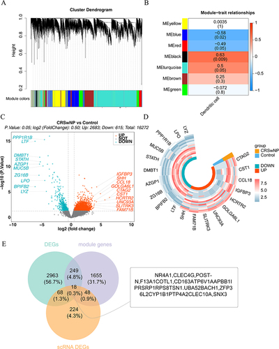 Figure 5 Identification of 18 candidate genes. (A) Gene-module tree plot. Each branch symbolizes an individual gene, and the colors below represent distinct co-expression modules. (B) Module-trait relationship chart. Seven modules were formed: MEblack (r=0.63, P=0.009) and MEblue (r=−0.58, P=0.02) modules were most significantly related to DCs. (C and D) Volcano and heat maps were used to analyze the differentially expressed genes. (E) Screening for candidate genes.