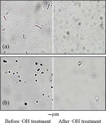 Figure 8. Cell micrographs (10 × 40) of Bacillus subtilis (a) and Bacillus spores (b) before and after •OH treatment.