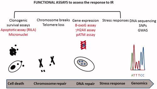 Figure 3. Functional assays that can assess the response to IR exposure in cells. A range of assays have been reported that can assess RS in cultured cells. Four of these assays have been reported to correlate with the patient response following RT (highlighted in red). In addition, GWAS studies have been carried out on patients following RT and are included in this Figure. Further assays and biomarkers are discussed in review 3 (Gomolka et al. Citation2019).