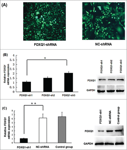 Figure 2. Knockdown of FOXQ1 expression by shRNA. (A) SW480 cells were transduced with lentivirus containing FOXQ1-sh1, -sh2, -sh3, or NC-shRNA for 72 hours. GFP signals were detected by fluorescence microscopy (100X) to indicate the transduction efficiency. (B) FOXQ1 mRNA (left panel) and protein (right panel) levels in SW480 cells transduced with FOXQ1-sh1, -sh2, -sh3, and NC-shRNA were measured by qRT-PCR and Western blot, respectively. (C) Knockdown efficiency of FOXQ1-sh1 was confirmed by qRT-PCR (left panel) and Western blot (right panel). The NC-shRNA transduced cells (NC-shRNA) and non-transduced cells (control group) were used as controls. The results are expressed as mean ± SD *P < 0.05, **P < 0.01.