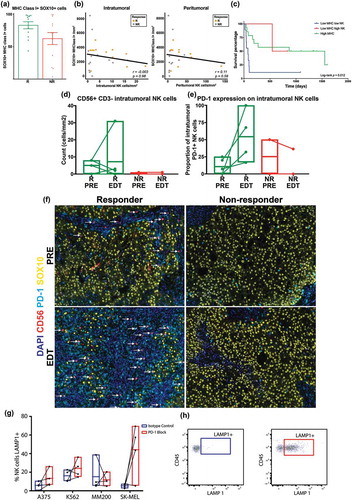 Figure 4. Anti-PD-1 treated patients with high tumor infiltrating NK cells and low MHC class I+ melanomas have improved survival.(a) Percentage of MHC class I+ melanoma cells between responders and non-responders. (b) Correlation between MHC class I and intra- or peri-tumoral NK cells. (c) Kaplan-Meier analysis of patients with high MHC class I expression (n = 14; low MHC high NK vs high MHC log-rank p = 0.91), low MHC class I expression with low NK cell density (n = 9) and low MHC class I expression with high NK cell density (n = 2; low MHC high NK vs low MHC low NK log-rank p = 0.12). Both patients with low MHC class I expression and high NK cell density category were responders to anti-PD-1 therapy. (d) Intratumoral CD3- CD56+ NK cells were investigated by multiplex IHC in PRE-EDT matched samples from 5 responding and 2 non-responding stage IV melanoma patients treated with anti-PD-1 therapy. (e) Proportion of intratumoral PD-1+ NK cells in matched PRE-EDT samples from stage IV melanoma patients treated with anti-PD-1 therapy. (f) Multiplex fluorescent IHC images of PRE-EDT biopsies from a representative responder and non-responder stage IV melanoma patient treated with anti-PD-1. CD56+ (red) NK cells are shown to co-localize (white arrow) with PD-1 (blue). (g) The effect of PD-1 blockade on NK cell cytotoxicity. Four stage IV melanoma patients had NK cells isolated from their PBMCs and they were co-cultured with either A375, MM200, K562 or SK-MEL-28 cell lines after the addition of a PD-1 blocking antibody or IgG isotype control. LAMP-1 expression on NK cells was measured by flow cytometry as readout of cytotoxicity. (h) Example density plot of LAMP1 + NK cells treated with IgG isotype control (blue) or anti-PD-1 (red).