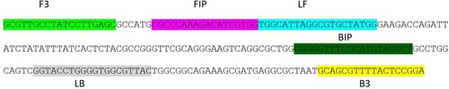 Figure 1. Positions of PCR primers (F3 and B3) and LAMP primers in the iclR family transcriptional regulator gene of Salmonella enterica subsp. enterica serovar Enteritidis.