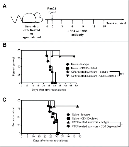 Figure 3. Protection against Pan02 re-challenge depends on CD4+ T cells. (A) CPS-treated survivors or age-matched naive mice were re-challenged by i.p. injection with 1.0 × 106 Pan02 cells at 225 d after initial tumor inoculation and survival was monitored. (B) αCD8 antibody was injected i.p. on days indicated in the schedule shown in panel (A) (n = 5 per group). Depletion of CD8+ T cells was verified to be >99% by flow cytometry 16 d after tumor re-challenge. (C) αCD4 antibody was injected i.p. on days indicated in the schedule shown in panel A (n = 5 for CD4+-depleted age-matched naive mice and n = 4 for CD4+-depleted CPS-treated survivors). Depletion of CD4+ T cells was verified to be >99% by flow cytometry 16 d after tumor re-challenge. ns = not significant, *= p < 0.05.