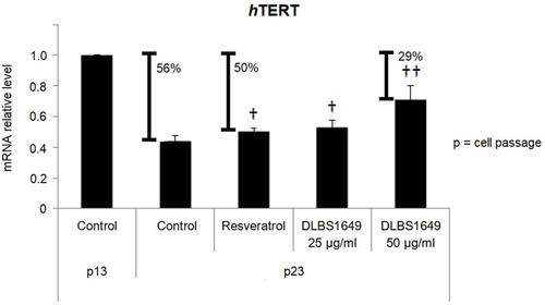 Figure 4 Posttreatment mRNA hTERT after from cell passages 13 and 23. HEK293 cells were continuously treated with DLBS1649 50 µg/mL and resveratrol 120 µg/mL. †p<0.05; ††p<0.01.