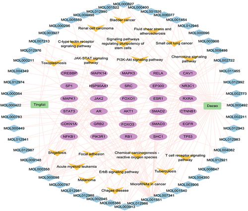 Figure 3 Drug-compound-target-pathway network diagram. Green rectangles represent traditional Chinese medicines, blue diamonds represent active ingredients, purple ovals represent core targets, yellow inverted triangles represent signaling pathways.