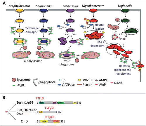 Figure 7. Xenophagy in D. discoideum. (A) The autophagosomal marker Atg8 is recruited to the compartment harboring both S. aureus and S. enterica, which might be a response to the putative membrane damage produced by these bacteria. As a consequence, the bacteria are engulfed in phagophores and killed in autolysosomes, where the lumenal leaflet Atg8 is digested. After uptake by D. discoideum, F. noatunensis escapes phagosomal maturation and resides in a compartment lacking the V-ATPase. The majority of F. noatunensis replicates in the cytosol, while a small proportion of bacteria succumb to autophagy; M. marinum also prevents phagosomal acidification by the V-ATPase via WASH-induced actin polymerization. After proliferation inside the MCV, M. marinum is released to the cytosol, where it recruits the autophagy machinery, but does not seem to be fully engulfed in autophagosomes (unpublished observations). Finally, M. marinum is ejected through the D. discoideum plasma membrane in an autophagy-dependent manner; Atg9 controls L. pneumophila infection, whereas the autophagy activator kinase AMPK enhances its proliferation. Therefore, the function of autophagy during L. pneumophila in D. discoideum remains unclear. (B) Domain and motif organization of the already characterized D. discoideum autophagy receptor (DdAR) Sqstm1 and the 2 additional putative adaptors CnrD and DDB_G0274365/CueA. PB1, Phox and Bem1 domain; ZZ, zinc finger, ZZ-type; N_BRCA1, Next to BRCA1, central domain; UBA, ubiquitin-associated domain; CUE, ubiquitin system component Cue; U/C, UBA and CUE domains. Protein domains and LIR motifs were predicted with the web prediciton resources InterPro (http://www.ebi.ac.uk/interpro) and iLIR, respectively.