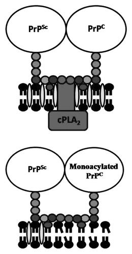 Figure 3 Monoacylated PrPC affects the capture of cPLA2 in PrPSc-containing lipid rafts. (A) Cartoon showing the proposed membranes surrounding PrPSc and PrPC including the capture of cPLA2 in lipid rafts that are dense in cholesterol (Display full size) and saturated phospholipids (Display full size). (B) Cartoon showing the proposed interactions between PrPSc and monoacylated PrPC which reduces the solubility of membranes to cholesterol, increases the concentration of unsaturated phospholipids (Display full size) and prevents the capture of cPLA2 into PrPSc-containing lipid rafts.