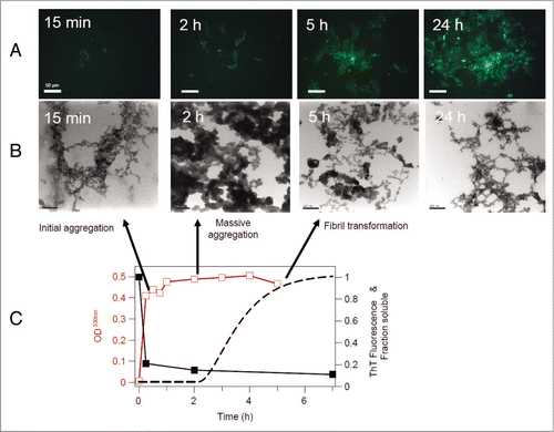 Figure 3 Morphology of HisHuPrP90–231 aggregates during fibrillation. (A) Fluorescence micrographs of pelleted ThT stained aggregates at different time points, showing intense ThT fluorescence at 5 h and 24 h, but not at earlier timepoints. Images were collected using the 470/40 nm bandpass filter (LP515). Scale bars indicate 50 µm. (B) Transmission electron microscopy images of negatively stained aggregates at different time points taken at 200,000 fold magnification, showing the conversion of aggregates with apparent morphological disorder that mature towards fibrils over time. Scale bar represents 100 nm. (C) Kinetic traces of turbidity at 330 nm (average trace of three samples) (red open squares), protein solubility (black closed squares) and the fitted ThT fluorescence (average trace of 15 samples) (black dashed trace), run under identical conditions.