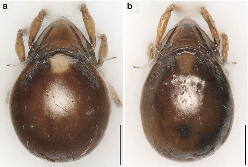 Figure 15. Photographs (stacked stereomicroscopic images) of female adult Litoribates specimens used for morphometric investigations. (a) Litoribates floridae sp. nov., Florida; (b) Litoribates bonairensis, Bonaire. Scale bars 100 µm.