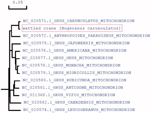 Figure 2. Molecular phylogeny of wattled crane (Bugeranus carunculatus) and related species in Crane based on complete mitogenome. The complete mitogenomes are downloaded from GeneBank and the phylogenetic tree is constructed by maximum-likelihood method with 500 bootstrap replicates. The gene’s accession number for tree construction is listed in front of the species name.