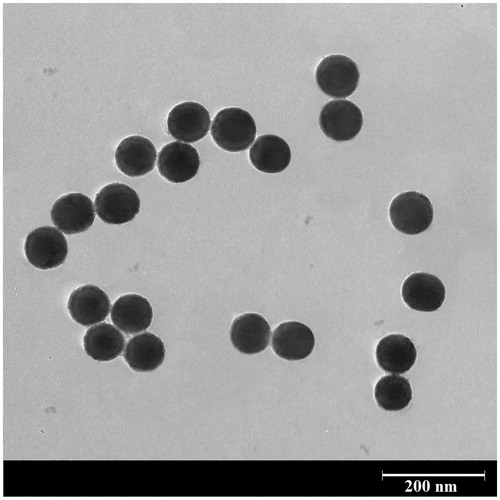 Figure 5. A typical TEM image of the synthesised nanostructure. An ultrathin PEG shell is formed on the surface of mesoporous silica nanoparticles.