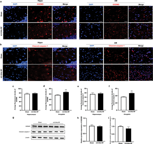Figure 4. The effects of exposure to 4.9 GHz RF on pyroptosis in hippocampus (Hippo) and amygdala (AM). (a) Representative images of immunofluorescence staining of GSDMD in Hippo and AM. (b) Representative images of immunofluorescence staining of Cleaved caspase-1 in Hippo and AM. Scale bar = 50 μm for Hippo, scale bar = 100 μm for AM. (c, e) Average fluorescence density of GSDMD and Cleaved caspase-1 in hippocampus. (d, f) Average fluorescence density of GSDMD and Cleaved caspase-1 in amygdala. n = 3 for each group. (g) Representative western blot results of GSDMD and Cleaved caspase 1 in hippocampus. n = 3 for each group. (h) Relative protein level of GSDMD. (i) Relative protein level of Cleaved caspase-1. All data are presented as mean ± SEM. **P <0.01.
