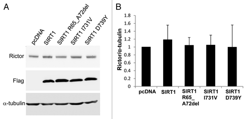 Figure 4. Western blot analysis of Rictor levels. (A) HEK293 cells were transfected with either pcDNA3.1 vector, Flag-tagged wild-type SIRT1 or Flag-tagged mutant SIRT1 constructs. Forty-eight hours post-transfection, the cells were collected and the proteins were analyzed by western blot with antibodies against Rictor, Flag and α-tubulin. (B) Bar graph showing the quantification of Rictor compared with α-tubulin. Values are means ± SE for three different sets of western blots.