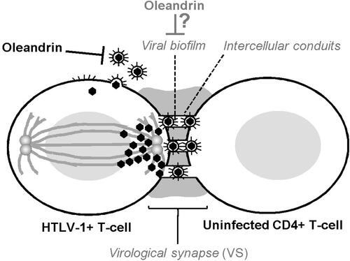 Figure 2 Oleandrin inhibits HTLV-1 infectivity and virological synapse formation. The figure illustrates the intercellular transmission of infectious HTLV-1 particles across the virological synapse (VS). The polarization of HTLV-1 p19-Gag core particles along cellular microtubules toward the intercellular junction is indicated. The intercellular conduits/nanotubules which facilitate the trafficking of virus particles between an HTLV-1-infected cell and an uninfected target CD4+ T-cell are shown. The viral glycan-rich biofilm surrounding the VS is also depicted. Oleandrin inhibits the incorporation of the viral glycoprotein into mature extracellular HTLV-1 particles budding from an infected cell and could also inhibit the synthesis of the viral biofilm to prevent VS-formation.Citation19