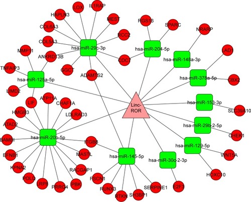 Figure 5 The ROR–miRNA–mRNA regulatory network.