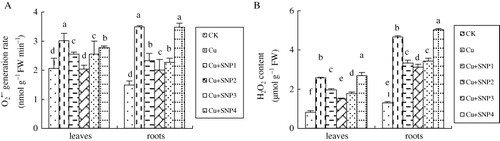 Figure 3. Effects of different concentrations of SNP supply on O2• −generation rate (A) and H2O2 content in leaves and roots of ryegrass plants grown in nutrient solution without or with 200 µM CuCl2. Values are the mean of three replicates. Each replicate has 20 plants. Bars with different letters are significantly different at P < 0.05.