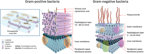 Figure 2. Stem peptide framework of peptidoglycan in Gram-positive bacteria and cell wall components in Gram-positive and Gram-negative bacteria. Left: The peptidoglycan layer of most Gram-positive bacteria consists of linear glycan strands made of repeating disaccharide units, where MurNAc and GlcNAc are cross-linked by peptides containing L-alanine, D-glutamate, L-lysine, and D-alanine. The pentapeptide cross-links consist of glycine strands. Peptidoglycans are an integrated part of bacterial cell walls. In the middle: a cross-section of the cell wall for Gram-positive bacteria is shown; Right: a similar cross-section for Gram-negative bacteria.