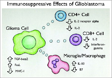 Figure 1. Immunosuppressive Effects of Glioblastoma. The presence of malignant glioma cells causes the activation of multiple immunosuppressive pathways, such as decreased cell-mediated immunity, impaired delayed-type hypersensitivity reactions, decreased proliferative potential of T lymphocytes, and release of substances that inhibit inflammatory mediators.